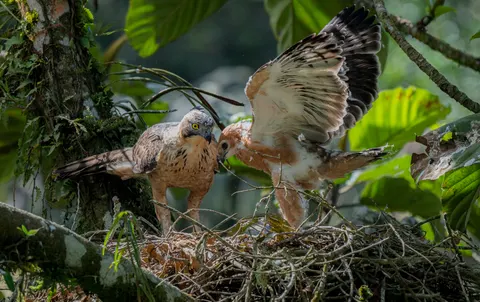 Hawk 4K Wallpaper · animals · 3840×2415