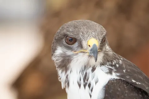 Hawk 4K Wallpaper · animals · 3840×2560