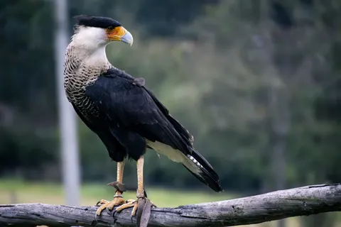 Hawk 4K Wallpaper · animals · 3840×2560