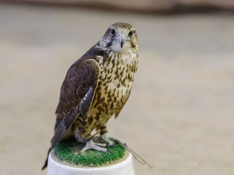 Hawk 4K Wallpaper · animals · 3840×2880