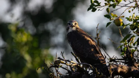 Hawk 4K Wallpaper · animals · 3840×2160