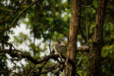 Hawk 4K Wallpaper · animals · 3840×2560