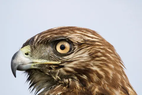 Hawk 4K Wallpaper · animals · 3840×2560