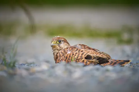 Hawk 4K Wallpaper · animals · 3840×2560