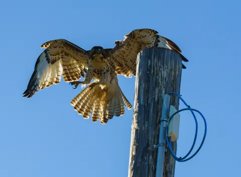 Hawk 4K Wallpaper · animals · 3840×2813