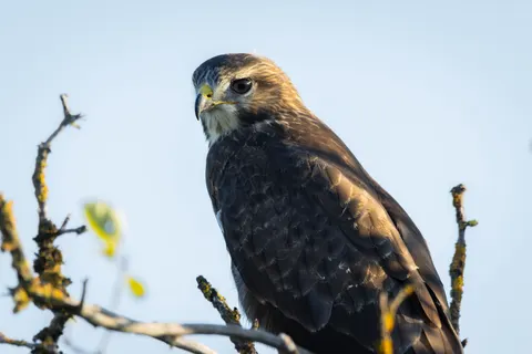 Hawk 4K Wallpaper · animals · 3840×2560
