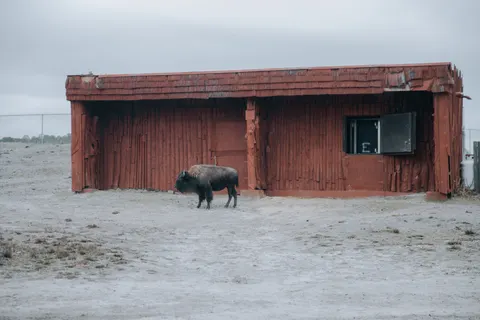 Bison 4K Wallpaper · animals · 3840×2560