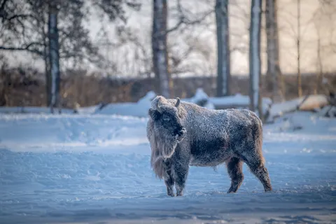 Bison 4K Wallpaper · animals · 3840×2560