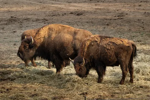 Bison 4K Wallpaper · animals · 3840×2560