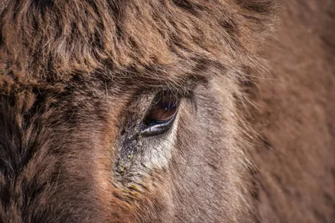 Bison 4K Wallpaper · animals · 3840×2560