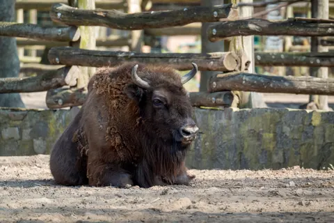 Bison 4K Wallpaper · animals · 3840×2560