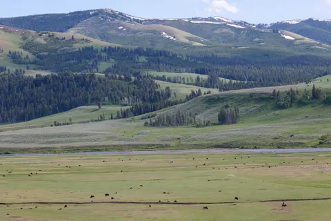 Bison 4K Wallpaper · animals · 3840×2560