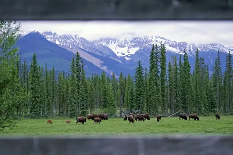 Bison 4K Wallpaper · animals · 3840×2560