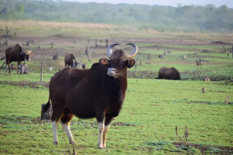 Fond d'écran Bison 4K · animals · 3840×2560