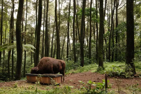 Bison 4K Wallpaper · animals · 3840×2560