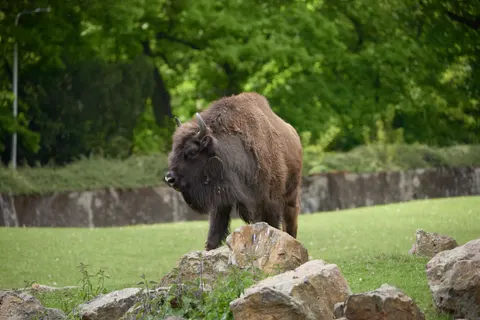 Bison 4K Wallpaper · animals · 3840×2563