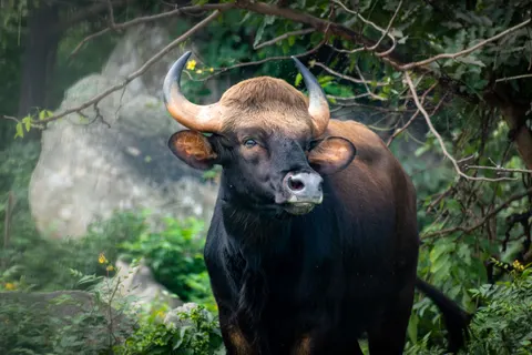 बाइसन 4K वॉलपेपर · animals · 3840×2560