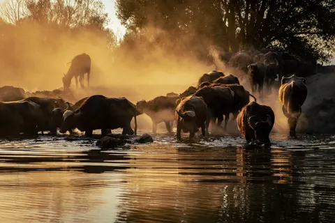 Bison 4K Wallpaper · animals · 3840×2560