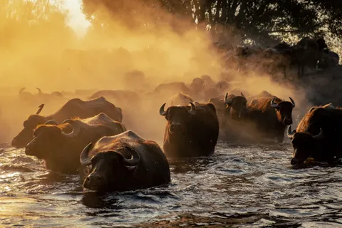 Bison 4K Wallpaper · animals · 3840×2560
