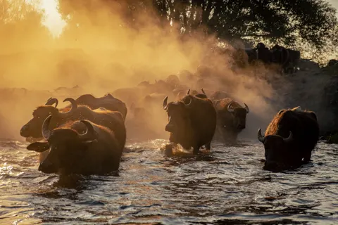 Bison 4K Wallpaper · animals · 3840×2560