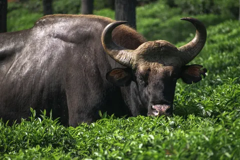 Bison 4K Wallpaper · animals · 3840×2560