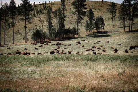 Bison 4K Wallpaper · animals · 3840×2560