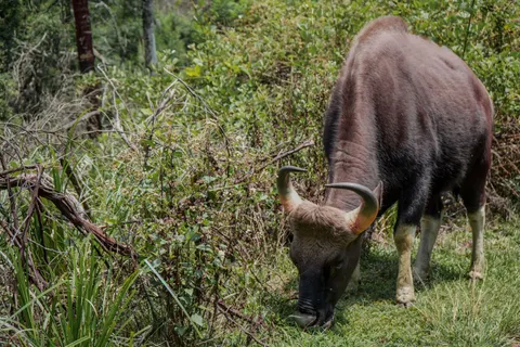 Bison 4K Wallpaper · animals · 3840×2560