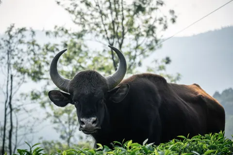 Bison 4K Wallpaper · animals · 3840×2560