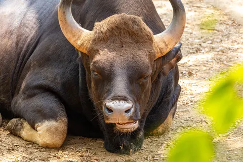 Bison 4K Wallpaper · animals · 3840×2560