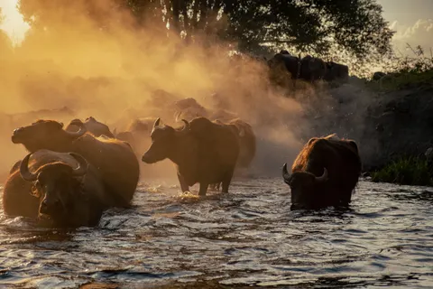 Bison 4K Wallpaper · animals · 3840×2560