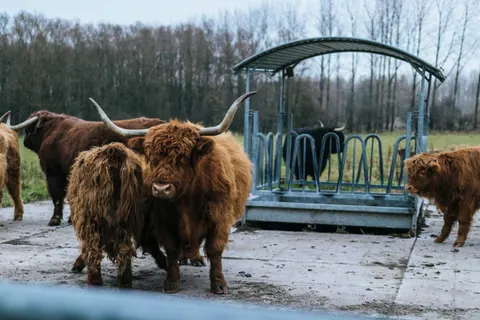 Bison 4K Wallpaper · animals · 3840×2560