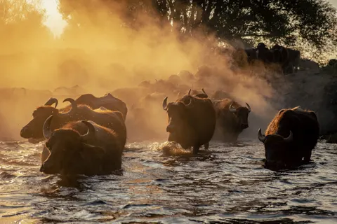 Bison 4K Wallpaper · animals · 3840×2560