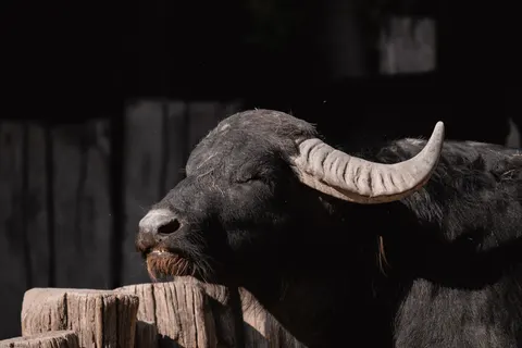 Bison 4K Wallpaper · animals · 3840×2561