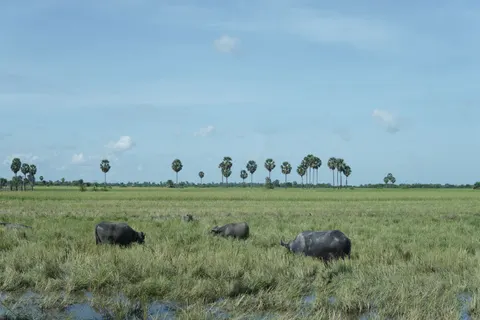 Bison 4K Wallpaper · animals · 3840×2560