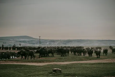 Bison 4K Wallpaper · animals · 3840×2560