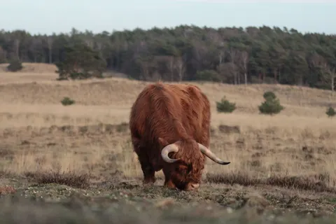 Bison 4K Wallpaper · animals · 3840×2560