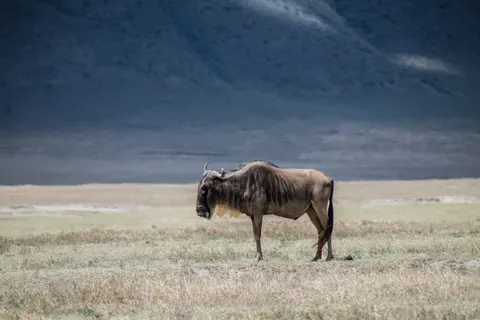 Bison 4K Wallpaper · animals · 3840×2560