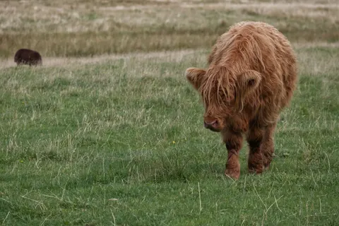 Bison 4K Wallpaper · animals · 3840×2563