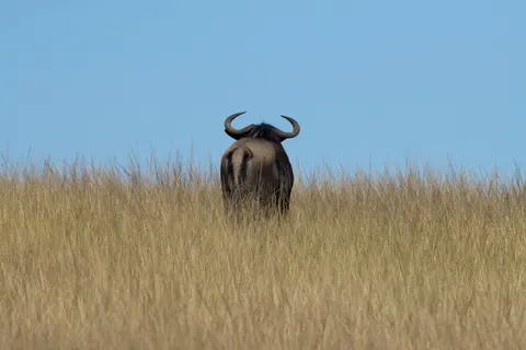 Bison 4K Wallpaper · animals · 3840×2560