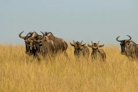 Bison 4K Wallpaper · animals · 3840×2560