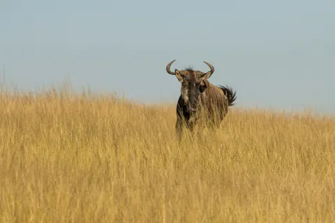 Bison 4K Wallpaper · animals · 3840×2560