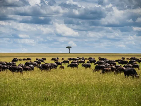 Bison 4K Wallpaper · animals · 3840×2880