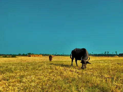 Bison 4K Wallpaper · animals · 3840×2880