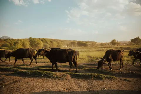 Bison 4K Wallpaper · animals · 3840×2560