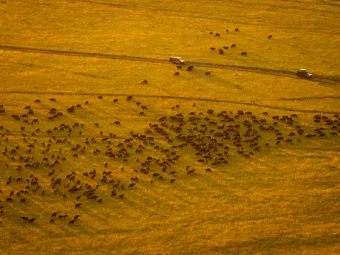 Bison 4K Wallpaper · animals · 3840×2880
