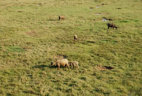 Bison 4K Wallpaper · animals · 3840×2596