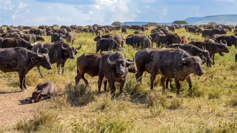 Bison 4K Wallpaper · animals · 3840×2160