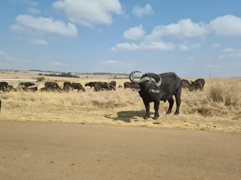 Bison 4K Wallpaper · animals · 3840×2880