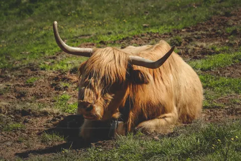 Bison 4K Hintergrundbild · animals · 3840×2560