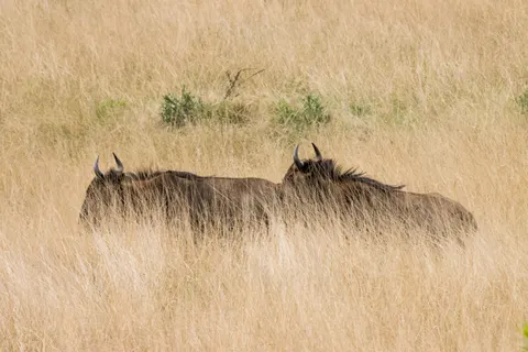 Bison 4K Wallpaper · animals · 3840×2560